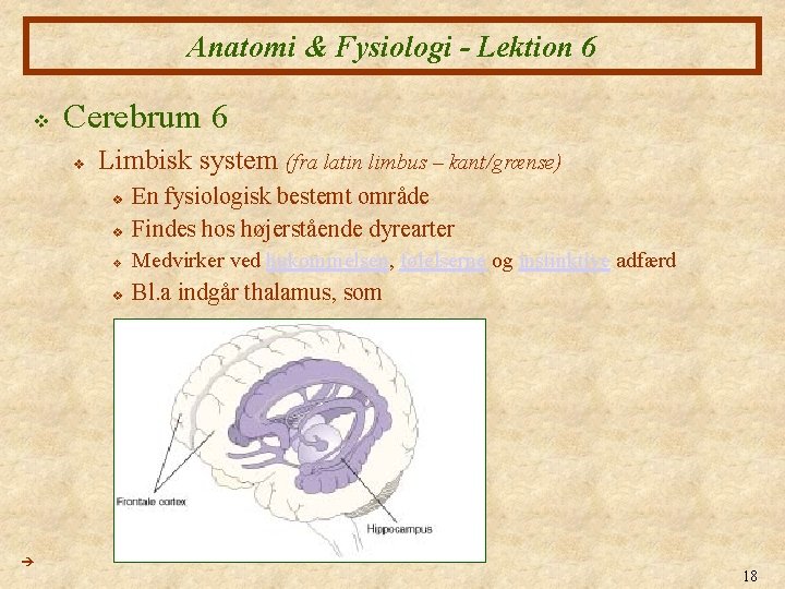 Anatomi & Fysiologi - Lektion 6 v Cerebrum 6 v Limbisk system (fra latin