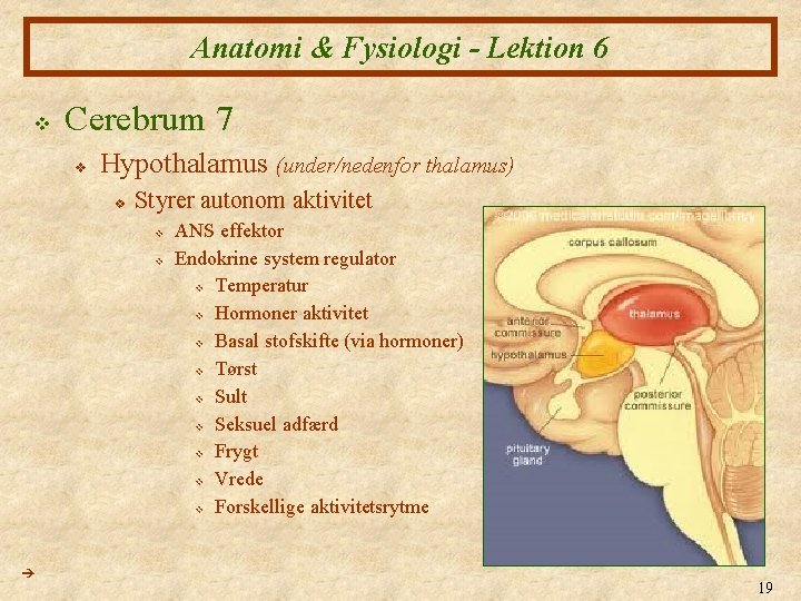 Anatomi & Fysiologi - Lektion 6 v Cerebrum 7 v Hypothalamus (under/nedenfor thalamus) v