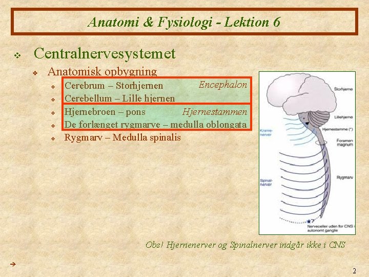 Anatomi & Fysiologi - Lektion 6 v Centralnervesystemet v Anatomisk opbygning v v v