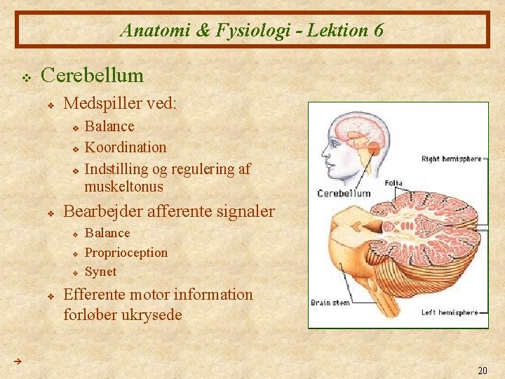 Anatomi & Fysiologi - Lektion 6 v Cerebellum v Medspiller ved: v v Bearbejder