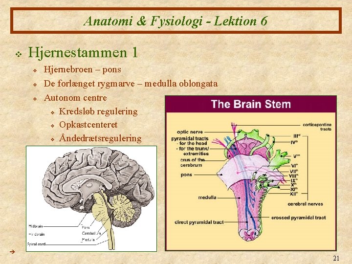 Anatomi & Fysiologi - Lektion 6 v Hjernestammen 1 v v v Hjernebroen –
