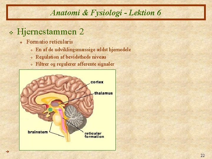 Anatomi & Fysiologi - Lektion 6 v Hjernestammen 2 v Formatio reticularis v v