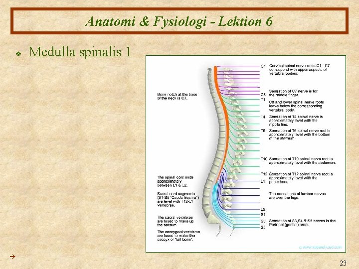 Anatomi & Fysiologi - Lektion 6 v Medulla spinalis 1 23 