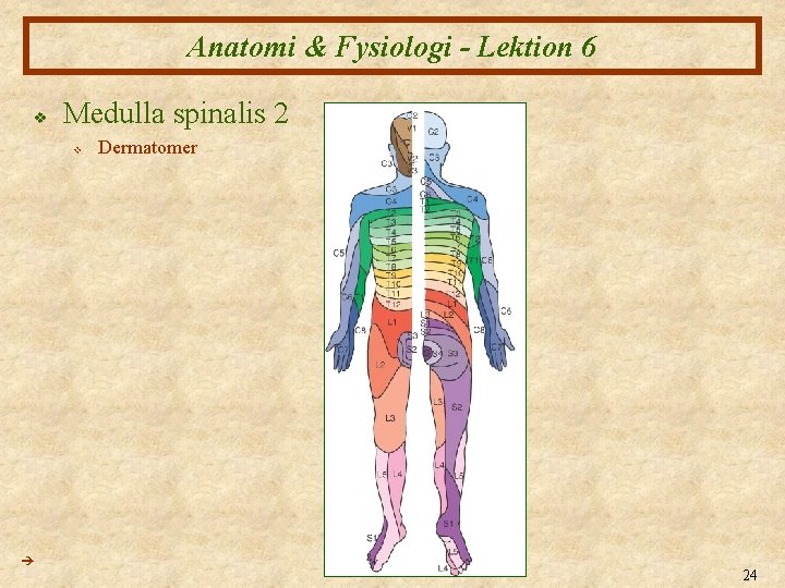 Anatomi & Fysiologi - Lektion 6 v Medulla spinalis 2 v Dermatomer 24 