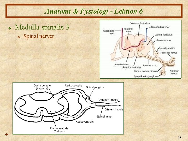 Anatomi & Fysiologi - Lektion 6 v Medulla spinalis 3 v Spinal nerver 25