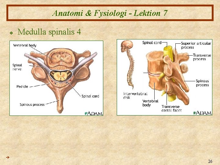 Anatomi & Fysiologi - Lektion 7 v Medulla spinalis 4 26 