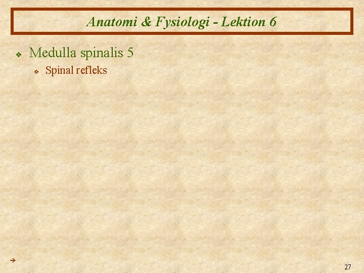 Anatomi & Fysiologi - Lektion 6 v Medulla spinalis 5 v Spinal refleks 27