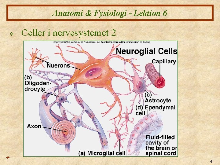 Anatomi & Fysiologi - Lektion 6 v Celler i nervesystemet 2 4 