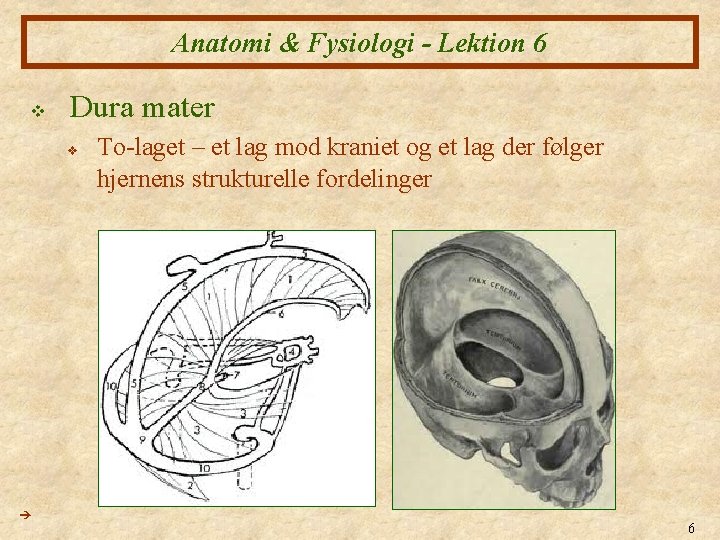Anatomi & Fysiologi - Lektion 6 v Dura mater v To-laget – et lag