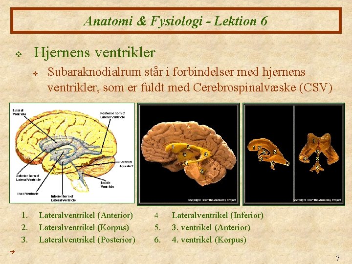 Anatomi & Fysiologi - Lektion 6 v Hjernens ventrikler v 1. 2. 3. Subaraknodialrum