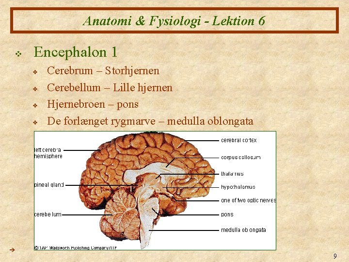 Anatomi & Fysiologi - Lektion 6 v Encephalon 1 v v Cerebrum – Storhjernen