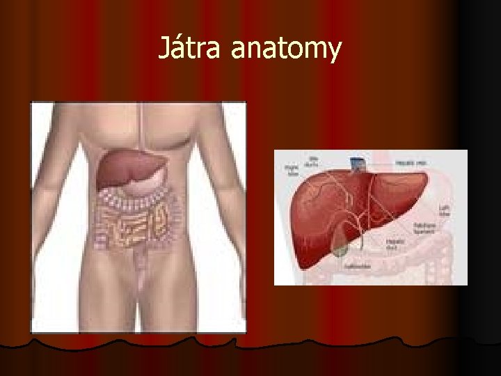 Játra anatomy 