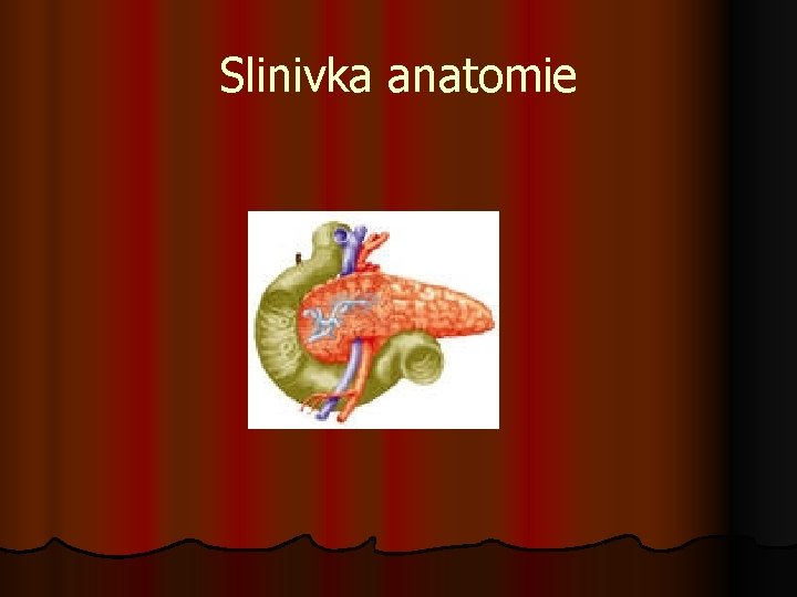 Slinivka anatomie 