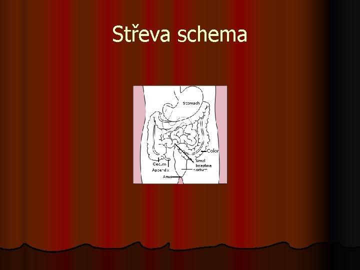 Střeva schema 