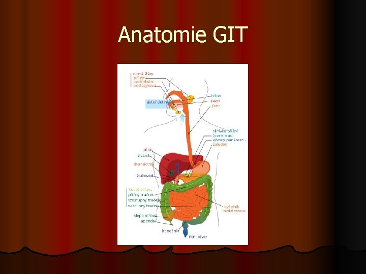 Anatomie GIT 