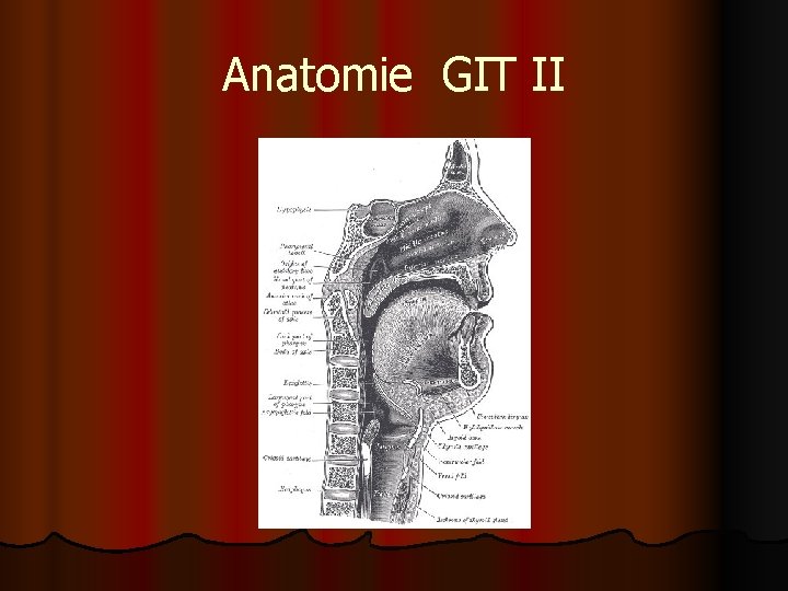 Anatomie GIT II 