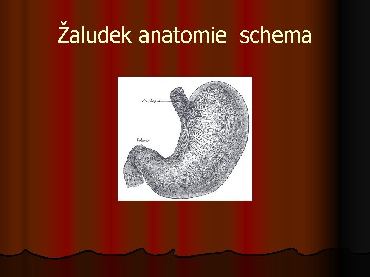 Žaludek anatomie schema 