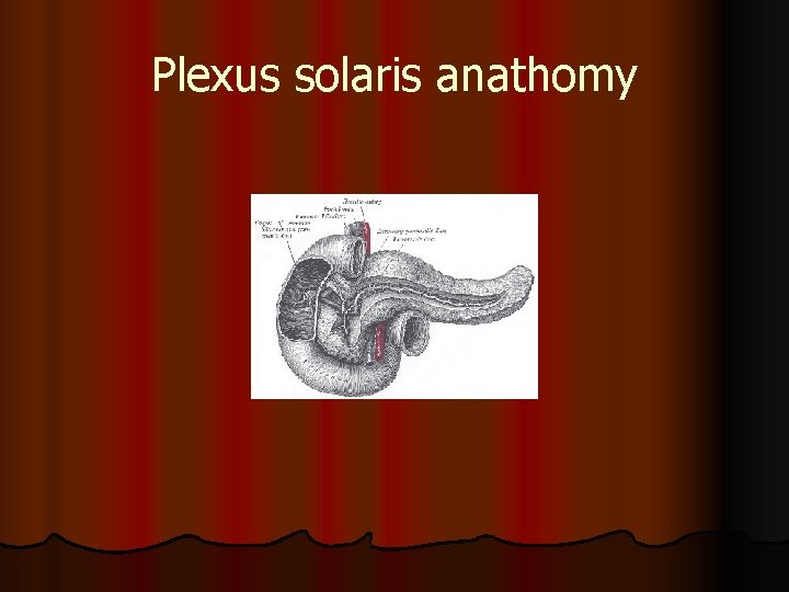 Plexus solaris anathomy 