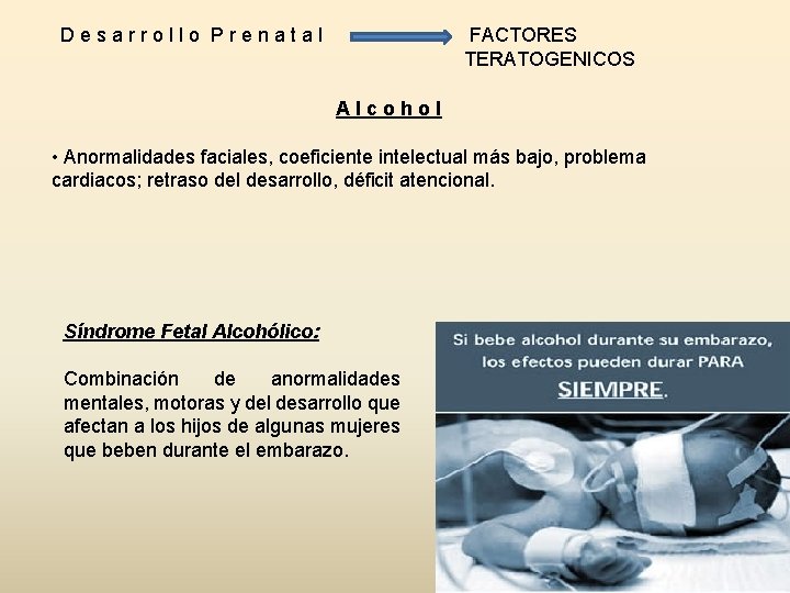 Desarrollo Prenatal FACTORES TERATOGENICOS Alcohol • Anormalidades faciales, coeficiente intelectual más bajo, problema cardiacos;