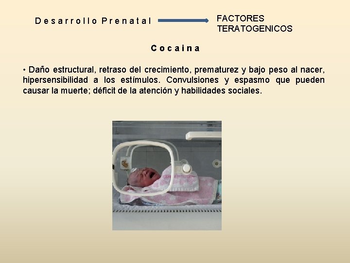 Desarrollo Prenatal FACTORES TERATOGENICOS Cocaina • Daño estructural, retraso del crecimiento, prematurez y bajo