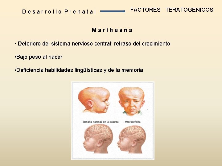 Desarrollo Prenatal FACTORES TERATOGENICOS Marihuana • Deterioro del sistema nervioso central; retraso del crecimiento