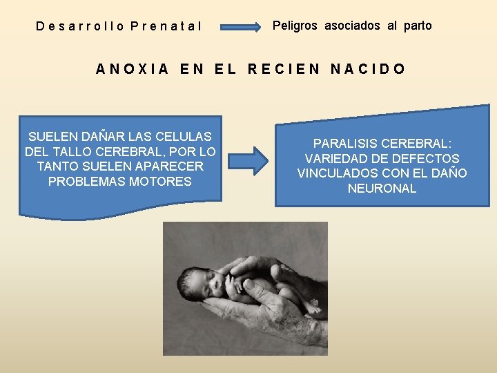 Desarrollo Prenatal Peligros asociados al parto ANOXIA EN EL RECIEN NACIDO SUELEN DAÑAR LAS