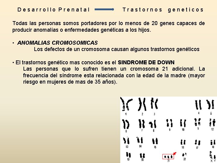 Desarrollo Prenatal Trastornos geneticos Todas las personas somos portadores por lo menos de 20