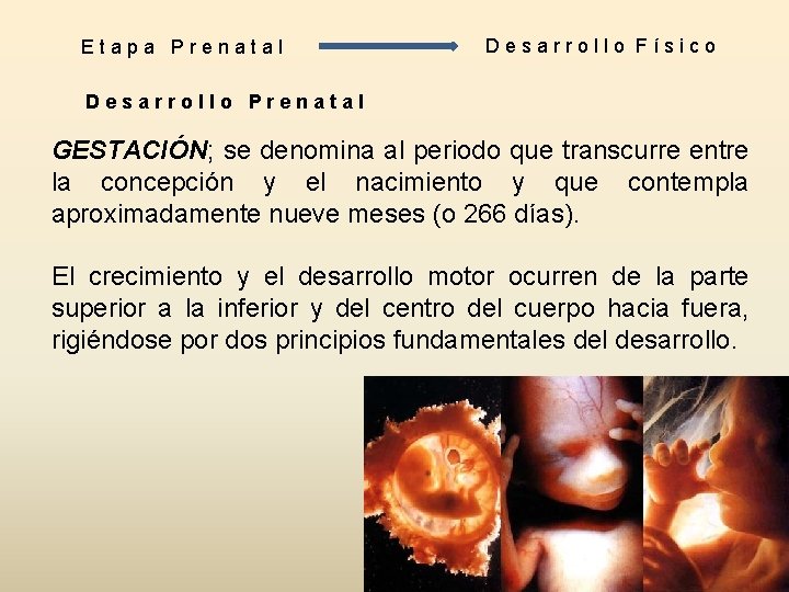 Etapa Prenatal Desarrollo Físico Desarrollo Prenatal GESTACIÓN; se denomina al periodo que transcurre entre