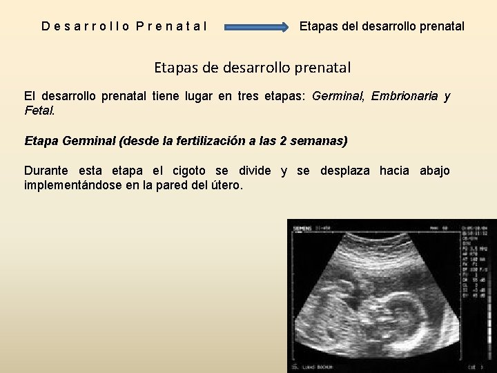 Desarrollo Prenatal Etapas del desarrollo prenatal Etapas de desarrollo prenatal El desarrollo prenatal tiene