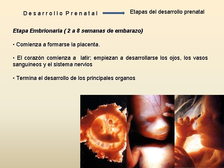 Desarrollo Prenatal Etapas del desarrollo prenatal Etapa Embrionaria ( 2 a 8 semanas de