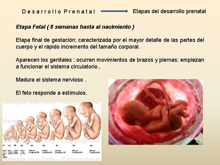 Desarrollo Prenatal Etapas del desarrollo prenatal Etapa Fetal ( 8 semanas hasta al nacimiento