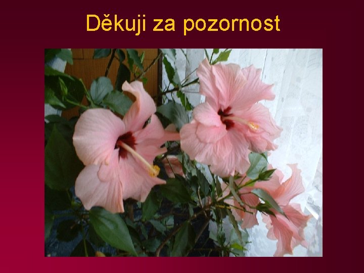 Děkuji za pozornost 