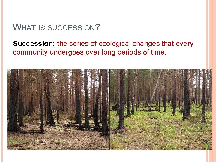 WHAT IS SUCCESSION? Succession: the series of ecological changes that every community undergoes over