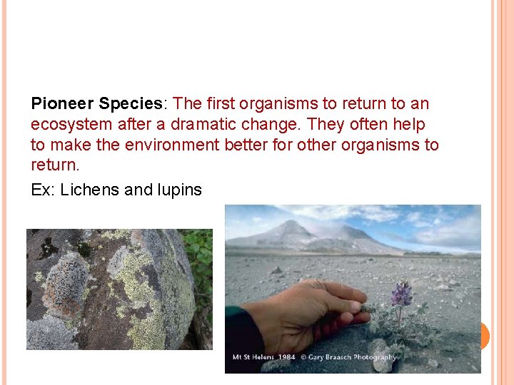 Pioneer Species: The first organisms to return to an ecosystem after a dramatic change.