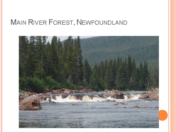 MAIN RIVER FOREST, NEWFOUNDLAND 