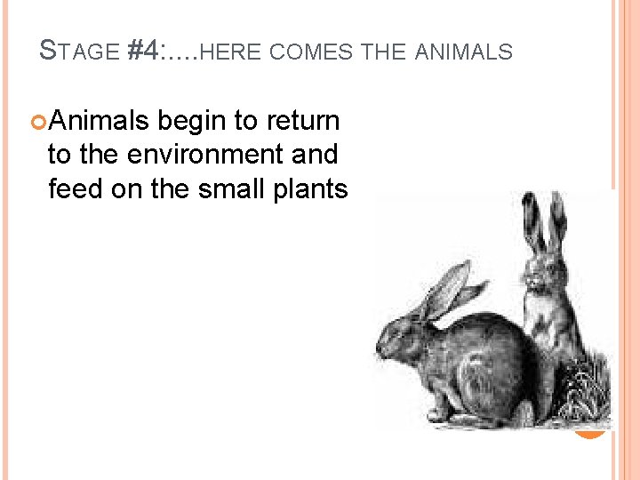 STAGE #4: . . HERE COMES THE ANIMALS Animals begin to return to the