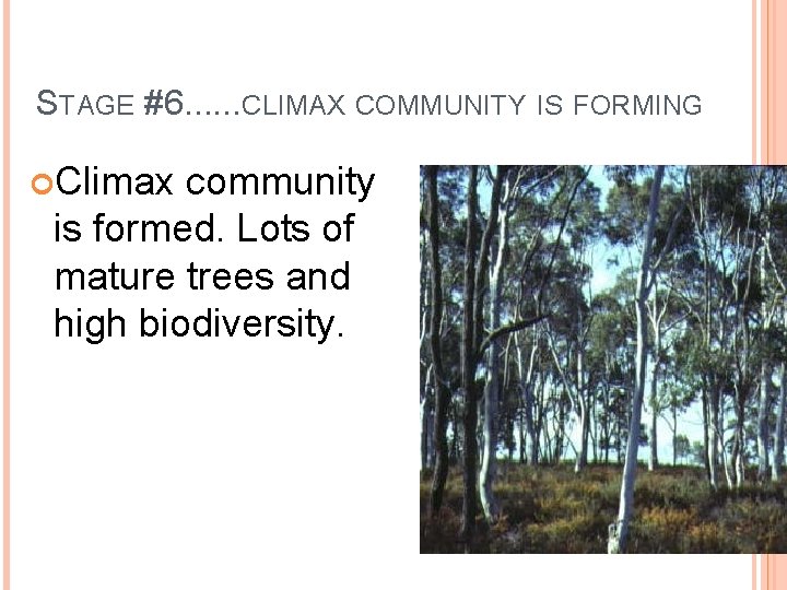 STAGE #6. . . CLIMAX COMMUNITY IS FORMING Climax community is formed. Lots of