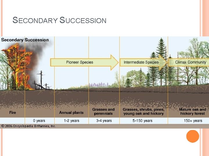 SECONDARY SUCCESSION 