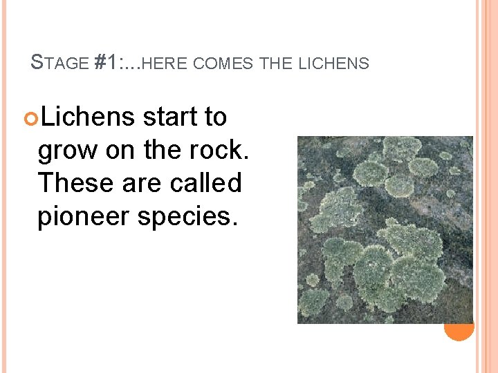 STAGE #1: . . . HERE COMES THE LICHENS Lichens start to grow on