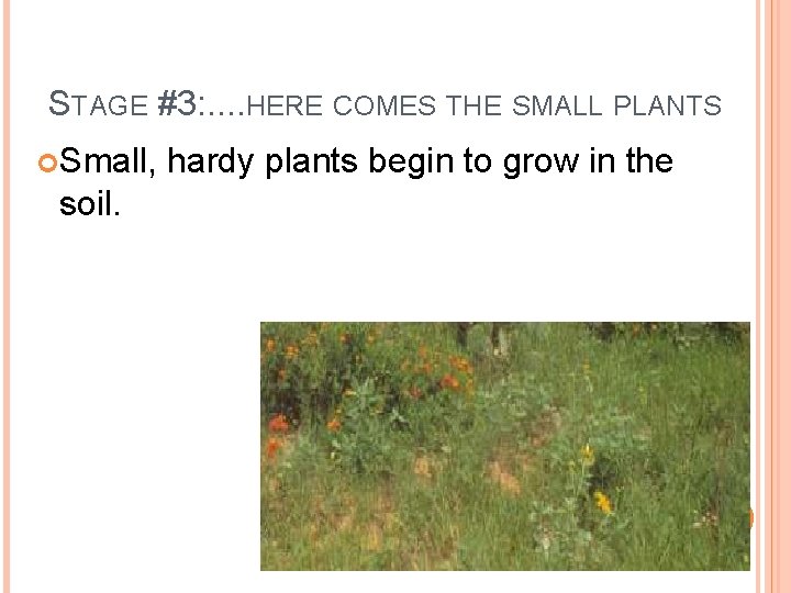 STAGE #3: . . HERE COMES THE SMALL PLANTS Small, soil. 46 hardy plants