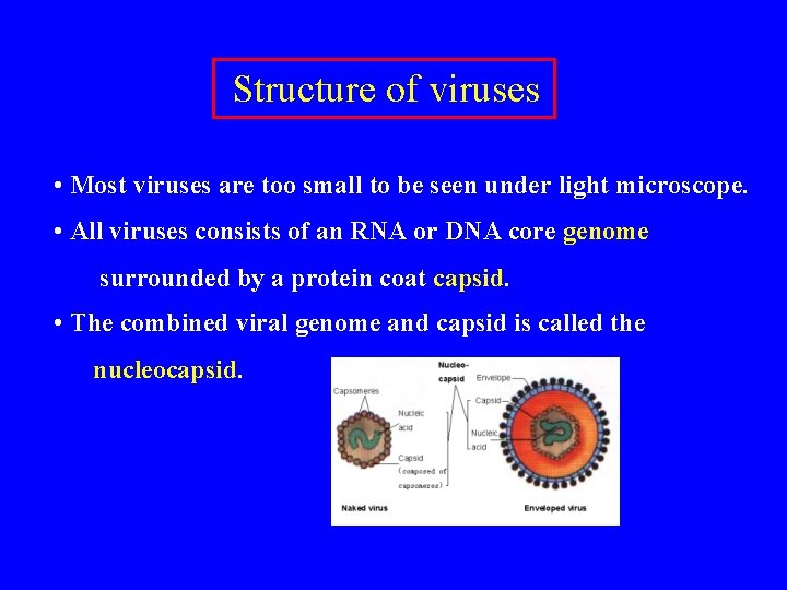  Structure of viruses • Most viruses are too small to be seen under