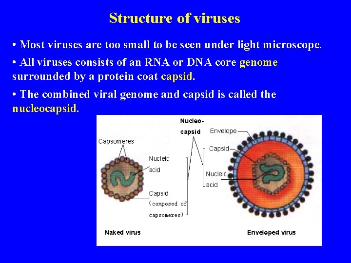 Structure of viruses • Most viruses are too small to be seen under light