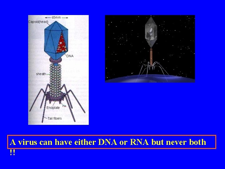 A virus can have either DNA or RNA but never both !! 