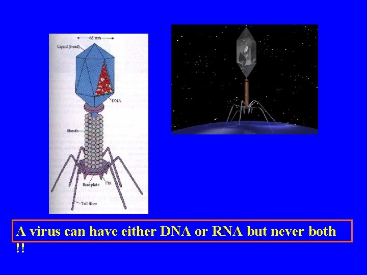 A virus can have either DNA or RNA but never both !! 