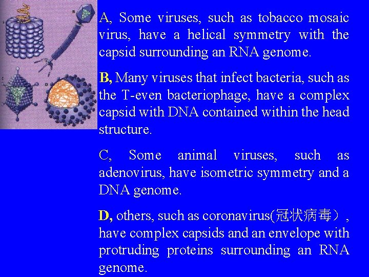 A, Some viruses, such as tobacco mosaic virus, have a helical symmetry with the