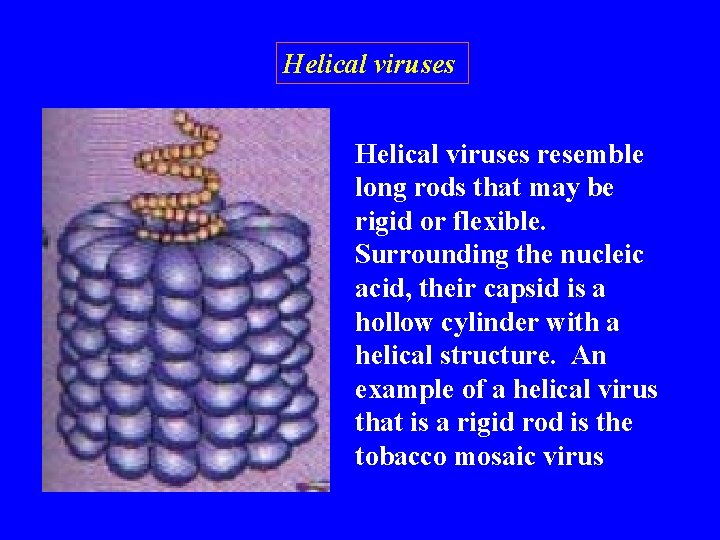Helical viruses resemble long rods that may be rigid or flexible. Surrounding the nucleic