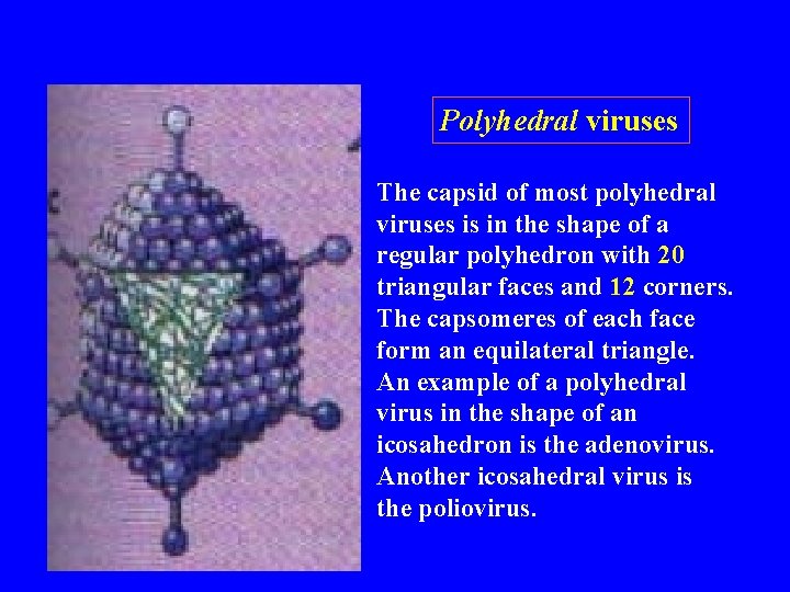 Polyhedral viruses The capsid of most polyhedral viruses is in the shape of a