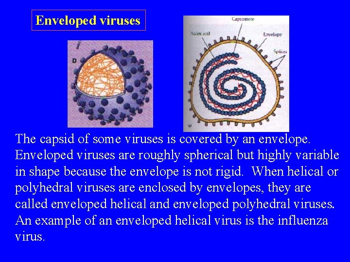 Enveloped viruses The capsid of some viruses is covered by an envelope. Enveloped viruses