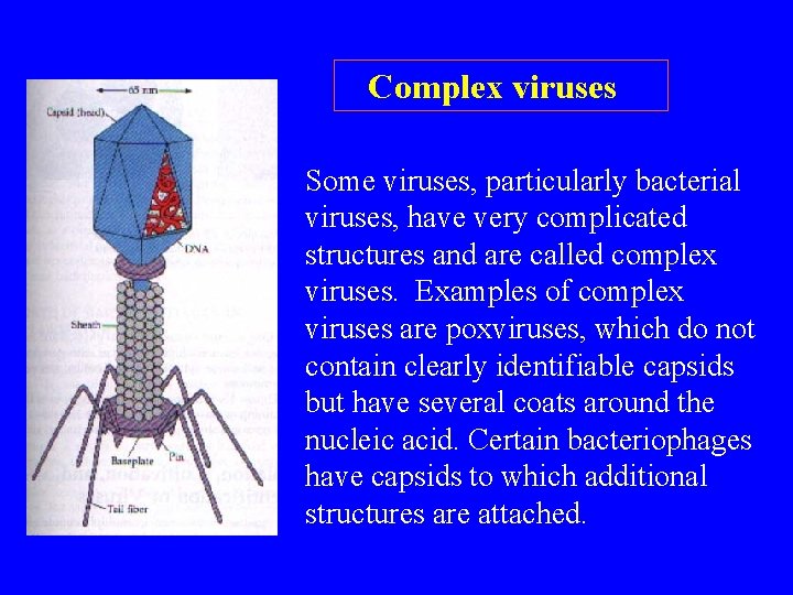  Complex viruses Some viruses, particularly bacterial viruses, have very complicated structures and are
