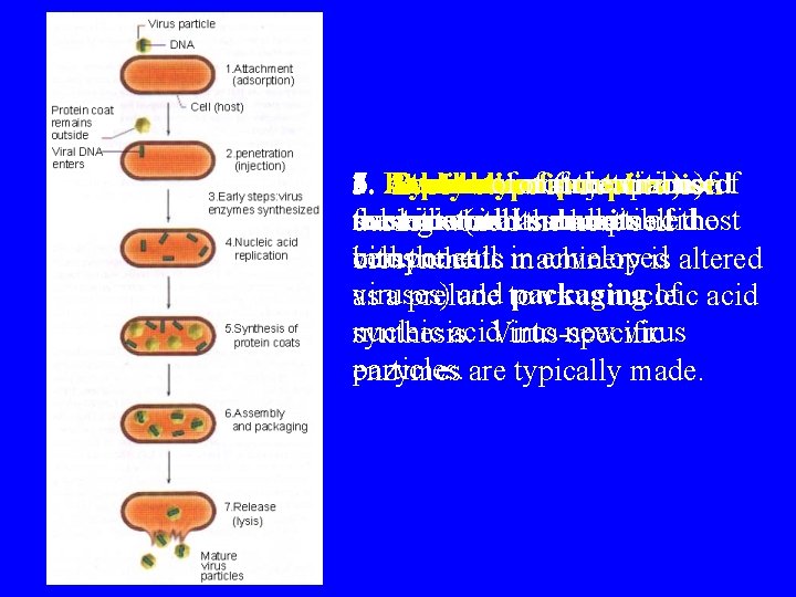 7. Release of mature virions 1. Attachment (adsorption) of 2. Penetration (injection) of 4.